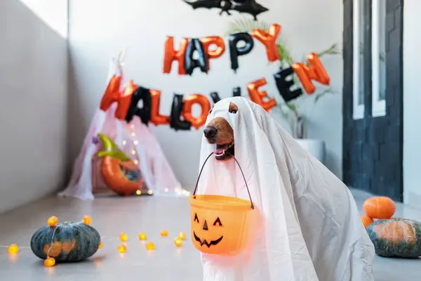 Hayalet Gibi Giyinmiş Bir Cadılar Bayramı Köpeği Dişlerinde Şeker Için — Stok fotoğraf