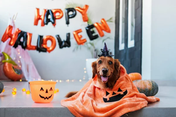 A dog in a funny Halloween witch costume lies against the background of decorations. Pumpkins and the inscription on the background of Happy Halloween. Celebrating the main autumn harvest festival.