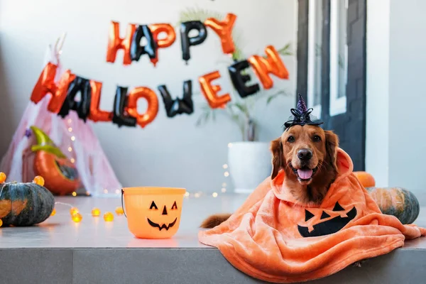 A dog in a funny Halloween witch costume lies against the background of decorations. Pumpkins and the inscription on the background of Happy Halloween. Celebrating the main autumn harvest festival.