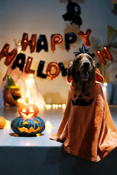 Halloween dog in a pumpkin costume illuminated by candles and carved scary pumpkins. Dark atmosphere in the room with candles, scary Halloween atmosphere.