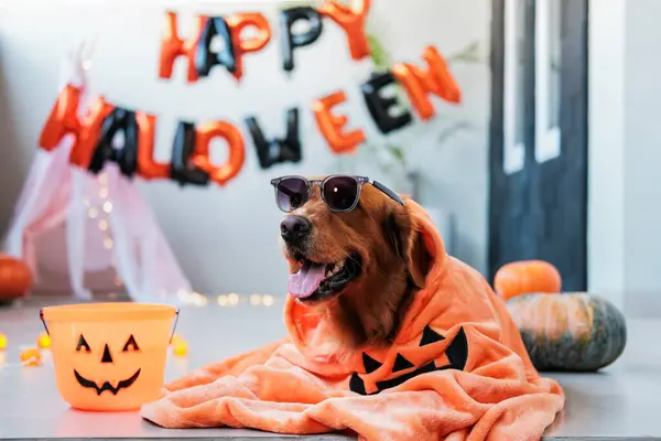 Золотая Собака Ретривер Костюме Очках Фоне Хэллоуинских Украшений Счастливого Хэллоуина — стоковое фото