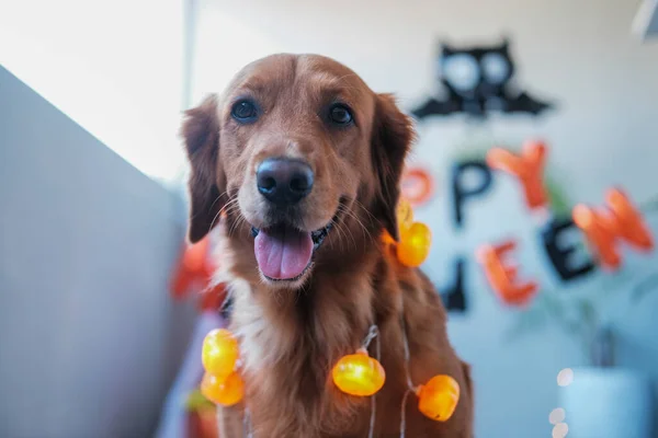 Πορτρέτο Ενός Σκύλου Γκόλντεν Ριτρίβερ Που Ετοιμάζεται Γιορτάσει Τις Απόκριες — Φωτογραφία Αρχείου