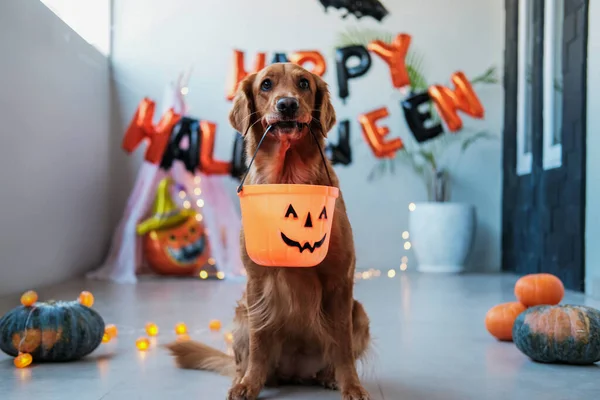 Köpek Şeker Için Kabak Şeklinde Bir Sepet Tutuyor Cadılar Bayramını — Stok fotoğraf