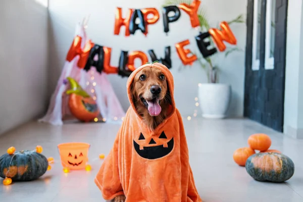 Balkabağı Kostümlü Cadılar Bayramı Köpeği Golden Retriever Cinsinden Bir Köpek — Stok fotoğraf