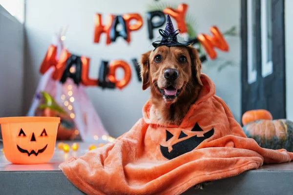 Cadılar Bayramı Kostümlü Komik Bir Köpek Dekorasyonların Arka Planında Yatar — Stok fotoğraf