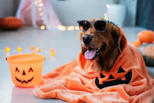 Cadılar Bayramı Kostümlü Gözlüklü Bir Golden Retriever Köpeği Cadılar Bayramı — Stok fotoğraf