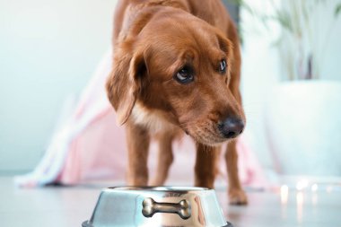 Golden Retriever köpeği bir kaseden kuru köpek maması yer ve sahibine bakar. Köpekler için yiyecek, köpekler için vitamin. Köpek bakımı, köpek bakıcılığı..