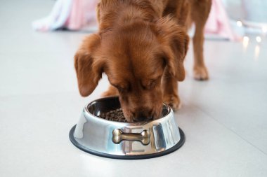Golden Retriever köpeği demir bir kaseden kuru yiyecek yer. Temel vitaminler içeren köpekler için dengeli yiyecekler. Hayvan mağazası ve köpekler için veteriner kliniği. Köpekleri ve sağlıklarını korumak için bahşiş..
