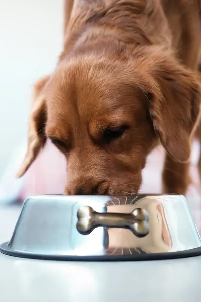 A Golden Retriever dog eats dry food from an iron bowl. Balanced food for dogs that contains essential vitamins. Pet store and veterinary clinic for dogs. Tips for caring for dogs and their health.
