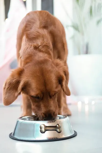 ボウルから乾いた食べ物を食べる犬の垂直写真 金属製のボウルが床に立って 犬は適切でバランスの取れた食べ物を食べます 獣医師からの犬のための食事療法のアドバイス — ストック写真