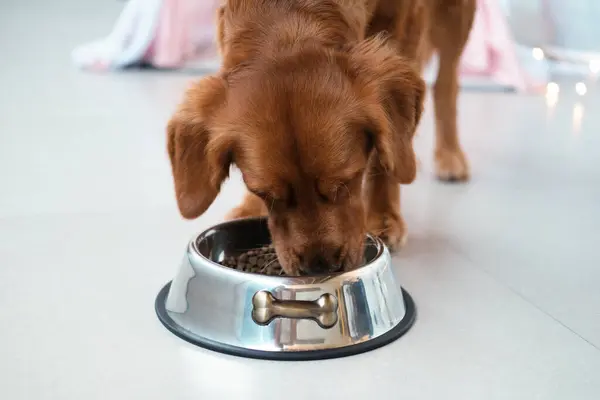 ゴールデンレトリーバー犬は鉄のボウルから乾いた食べ物を食べます 必須のビタミンを含む犬のためのバランスの取れた食べ物 犬用ペットショップ 獣医クリニック 犬とその健康を世話するためのヒント — ストック写真