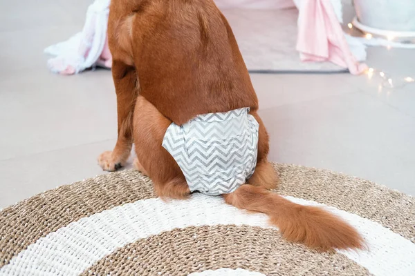 A female dog sits in a diaper. The period of estrus in dogs, hygiene products during the cycle for dogs. Veterinary clinics and pet stores. Caring for your pet during the mating period.