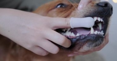 Genç bir kadın parmağına uyan köpekler için özel bir diş fırçasıyla Golden Retriever köpeğinin dişlerini fırçalıyor. Köpek bakımı ve kuaförler. Veteriner kliniği ve köpek diş bakımı.