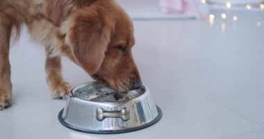 Golden Retriever köpeği, demir köpek kasesinden temiz su içer. Sıcak hava, kuraklık, köpeklerde susuzluk. Köpek susuzluğunu giderir..