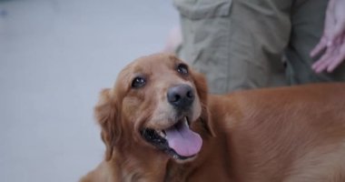 Genç bir kadın bir köpeğin yüzünü fırçayla tarıyor. Kafa masajından zevk alan bir köpeğin komik yüzü. Köpekler için tedaviler, tımar ve evcil hayvanlar için SPA. Köpekleri taramak için fırçaları olan evcil hayvan dükkanı.
