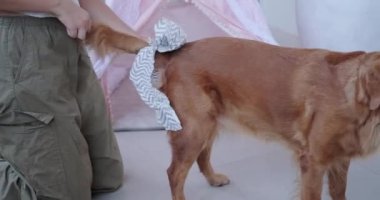 Genç bir kadın dişi bir köpeğe bez bağlıyor. Köpekler kızışır, köpek yetiştirme zamanı. Dişi Golden Retriever köpeğinin bir adet dönemi vardır. Köpekler için hijyen ürünleri..