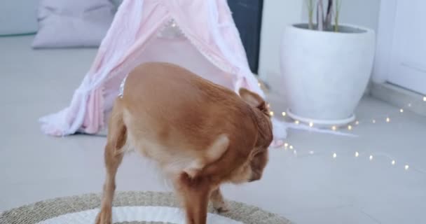 Golden Retriever Con Pañal Perro Está Persiguiendo Cola Perseguir Cola — Vídeos de Stock