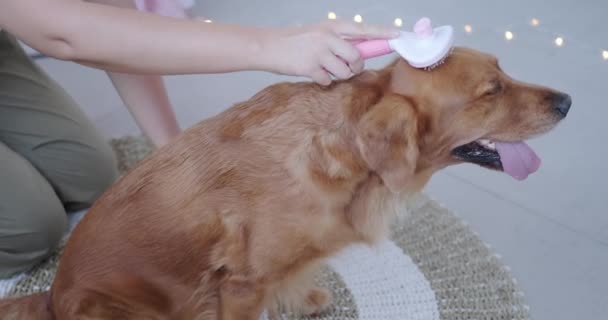 Sidovy Att Borsta Hund Golden Retriever Rasen Ung Kvinna Kammar — Stockvideo