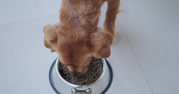 Pies Golden Retriever Zjada Suche Jedzenie Żelaznej Miski Zrównoważona Żywność — Wideo stockowe