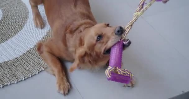 Jogando Rebocador Guerra Com Cão Golden Retriever Brinquedos Para Cães — Vídeo de Stock