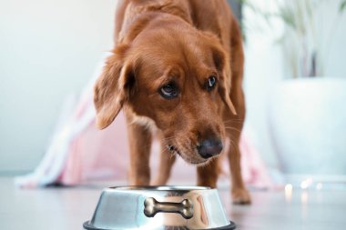 Golden Retriever köpeği bir kaseden kuru köpek maması yer ve sahibine bakar. Köpekler için yiyecek, köpekler için vitamin. Köpek bakımı, köpek bakıcılığı..