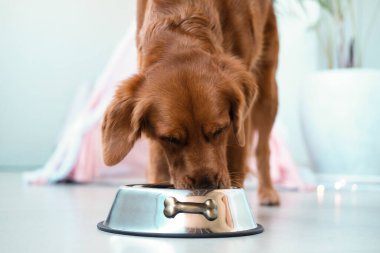 Bir köpek kasesinden kuru yiyecek yiyor. Metal bir kase yerde duruyor, köpek düzgün ve dengeli yiyecekler yiyor. Bir veterinerden köpekler için beslenme tavsiyesi.