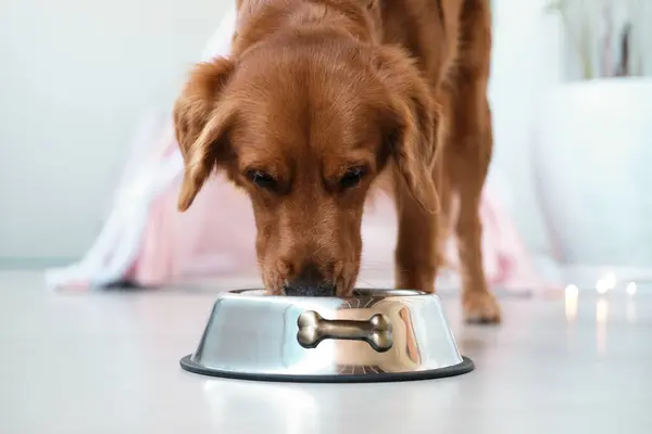 Golden Retriever Köpeği Demir Bir Kaseden Kuru Yiyecek Yer Temel — Stok fotoğraf