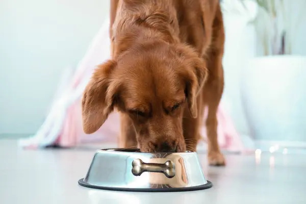 A dog eating dry food from its bowl. A metal bowl stands on the floor, the dog eats proper and balanced food. Dietary advice for dogs from a veterinarian.