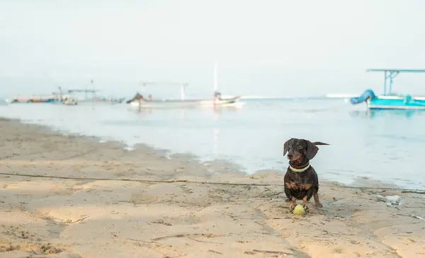 A dachshund dog lies on the beach near the ocean and holds a tennis ball with its paws. Active games and walks with the dog. Purebred dachshund, a small breed. Playful and active dog with a ball.