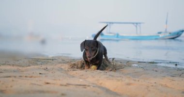 Bir dachshund köpeği, oyuncak tenis topunu gömmek için okyanus kıyısındaki kumsalda bir çukur kazar. Oyuncu ve aktif bir köpek kumda bir çukur kazar. Kumsaldaki evcil hayvanınla aktif eğlence..