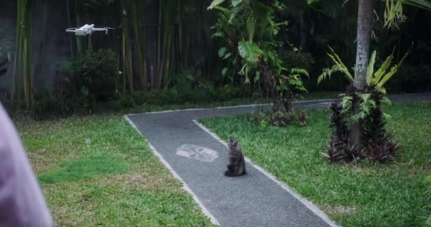 Gato Jardim Ficou Assustado Com Visão Drone Voando Direção Ela — Vídeo de Stock