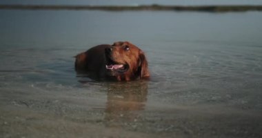 Serinlemek için sahilde yatan bir Golden Retriever köpeğinin yakın çekimi. Köpek sudan kalkar ve kürkünü sallar. Köpek suda yüzer ve sahilde yürür..
