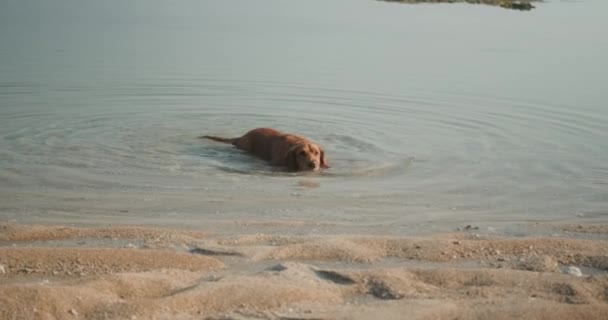 Hund Golden Retriever Rasen Ligger Vattnet Stranden Varmt Väder För — Stockvideo