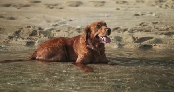 Plajdaki Suda Bir Golden Retriever Yatıyor Köpek Sıcaktan Dolayı Ağır — Stok video