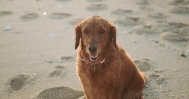 日没時にビーチに座って穏やかに周りを見回しているゴールデンレトリーバー犬の肖像画 日没時に犬と一緒にビーチを歩く あなたのペットとアクティブな散歩 — ストック動画