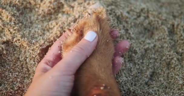 Крупный План Золотистого Ретривера Собак Лапы Женской Руке Фоне Песка — стоковое видео