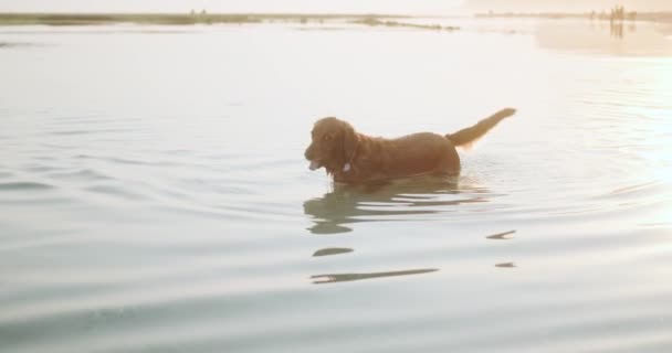 Golden Retriever Köpeği Gün Batımında Sahilin Yakınında Okyanusta Yüzer Köpekle — Stok video