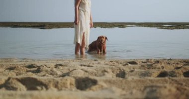 Islak bir Golden Retriever köpeği, uzun elbiseli, köpeğinin yanındaki kameraya doğru koşar. Gün batımında bir köpekle sahilde yürümek. Okyanusta bir köpeği yıkıyor..