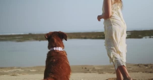 Pies Golden Retriever Wpada Morza Kiju Relaksujemy Się Psem Plaży — Wideo stockowe