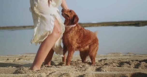 Una Joven Con Perro Recuperador Oro Juega Corre Por Playa — Vídeo de stock