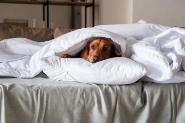 Golden Retriever cinsinden bir köpek beyaz bir battaniyenin altında yatıyor. Sonbahar ve kışın soğuk algınlığı. Uyuyan bir köpek battaniyenin altında yatıyor, ev soğuk, ısıtma açık..