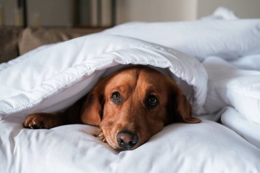 Golden Retriever cinsinden bir köpek beyaz bir battaniyenin altında yatıyor. Sonbahar ve kışın soğuk algınlığı. Uyuyan bir köpek battaniyenin altında yatıyor, ev soğuk, ısıtma açık..