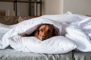 Soğuk mevsim, Golden Retriever cinsinden bir köpek sıcak beyaz bir battaniyenin altında yatar ve kendini ısıtır. Sonbahar ve kışın dairelerde ısıtma. Soğuk algınlığı ve grip.