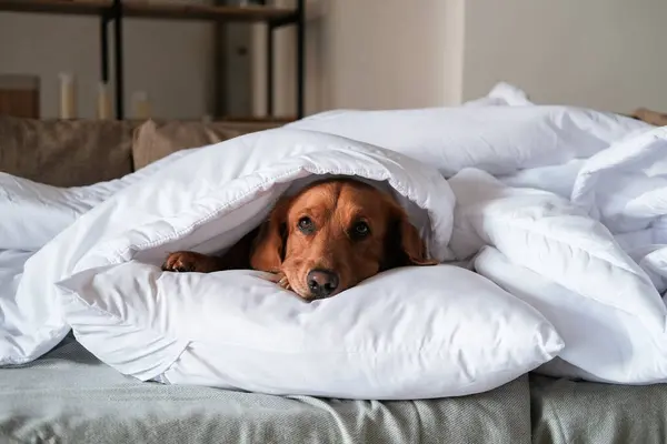 Cold season, a dog of the Golden Retriever breed lies under a warm white blanket and warms itself. Heating in apartments in autumn and winter. Cold and flu season.
