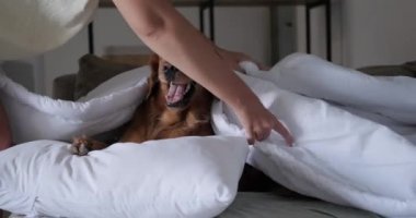 Bir kadın köpeğini beyaz ve sıcak bir battaniyenin altında uyutuyor. Uykulu bir köpek battaniyenin altında esniyor. Hayvan bakımı, en iyi arkadaşlar..