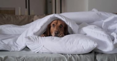 Golden Retriever cinsinden bir köpek beyaz bir battaniyenin altında yatıyor. Sonbahar ve kışın soğuk algınlığı. Uyuyan bir köpek battaniyenin altında yatıyor, ev soğuk, ısıtma açık..