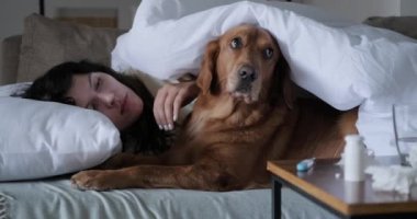 Hasta genç kadın ve Golden Retriever köpeği battaniyenin altında kanepede yatıyor. Bir kadın hapşırıyor ve yüksek ateşi ve burnu akıyor. Soğuk algınlığı ve grip tedavisi. Soğuk mevsim başladı..