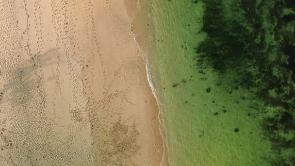 Вид Повітря Океан Пляж Золотий Собака Ретривер Вибігає Океану Несе — стокове відео