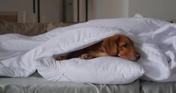 冷たい季節 ゴールデンレトリーバーの犬は暖かい白い毛布の下にあり それ自体を暖めます 秋と冬のアパートでの暖房 寒さとインフルエンザの季節 — ストック動画