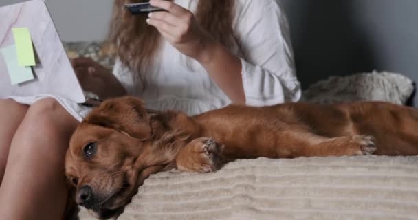 在家里网上购物 一个年轻的女人手里拿着信用卡 一只金毛猎犬躺在她身边 在宠物店网上购物 选择和你的狗一起购物 黑色星期五发售 — 图库视频影像